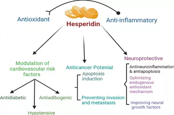 Diosmin-Hesperidin 9:1: Synergistic Flavonoid Therapy for Venous Health