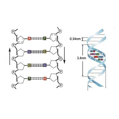 PDRN CAS 100403-24-5